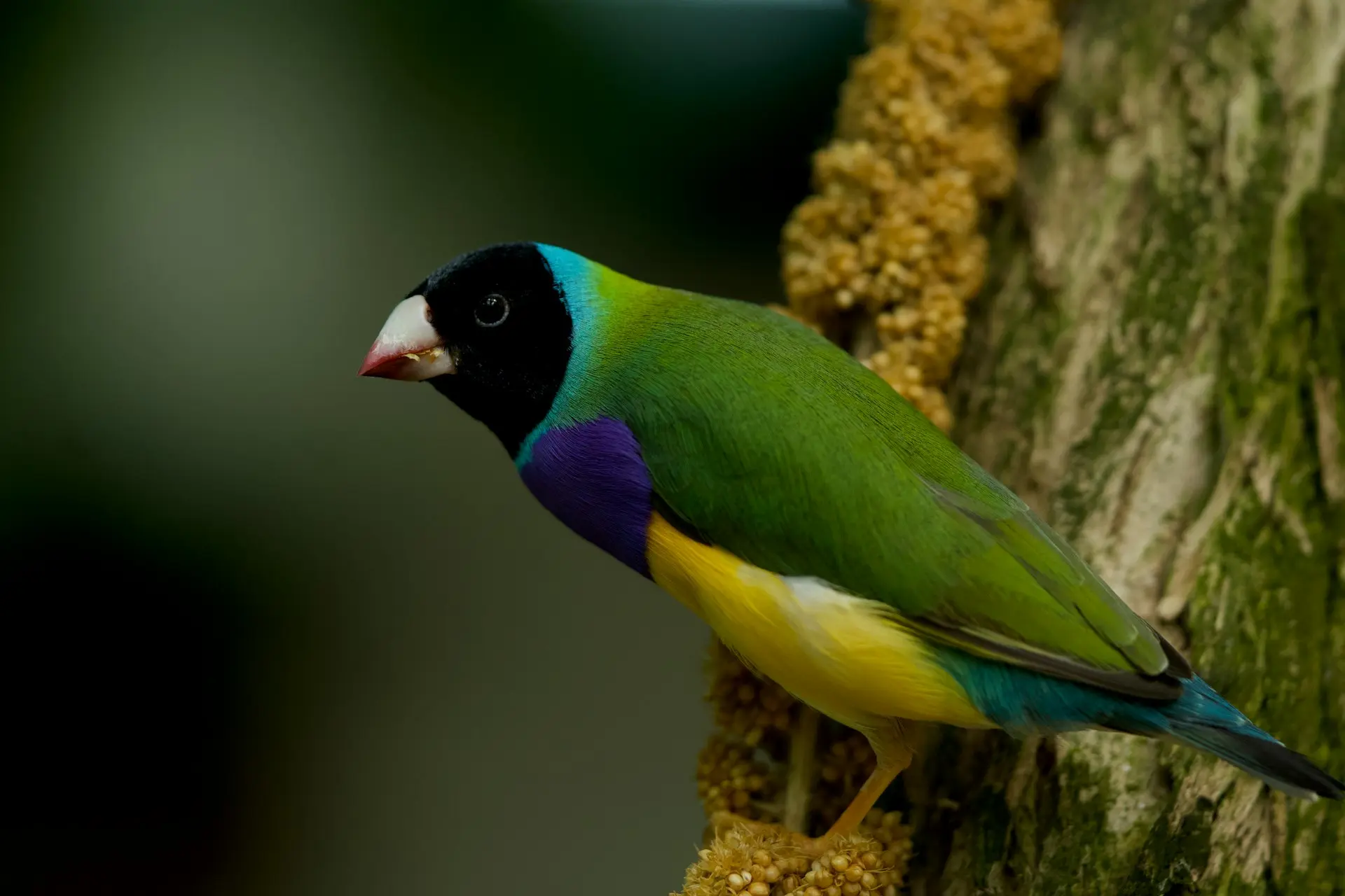 A colorful bird perched on a tree branch